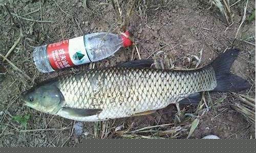 野釣草魚技巧(野釣草魚技巧和方法)(pic1)