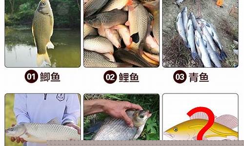穿透王魚(yú)餌怎么樣(穿透王魚(yú)餌怎么樣好用嗎)(pic1)