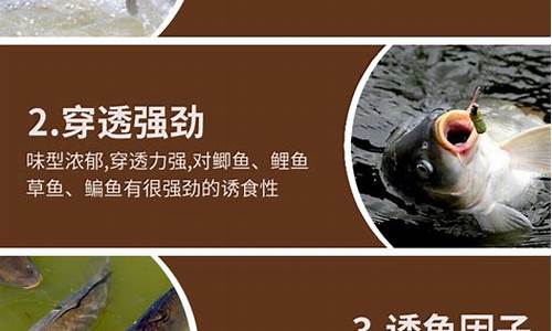 釣魚小藥黑坑偷驢什么意思(釣魚說的黑坑偷驢是什么意思)(pic1)
