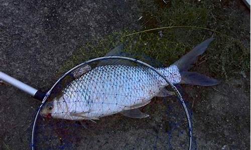 釣鯪魚(yú)最佳餌料配方(釣鯪魚(yú)最好的餌料配方)