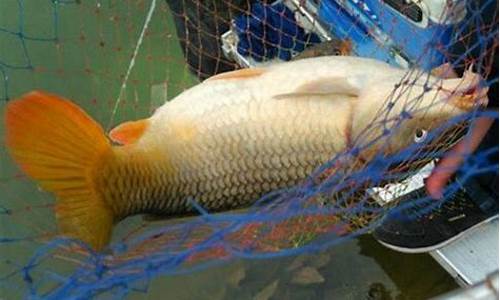 秋天野釣鯉魚(yú)最佳餌料配方視頻(秋季野釣鯉魚(yú)餌料配方大全)