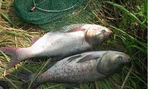 野釣鳊魚的最佳餌料配方 夏天(野釣鳊魚什么餌料好用)