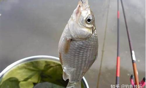 野釣鯽魚魚餌配方比例(野釣鯽魚窩料最佳配方)