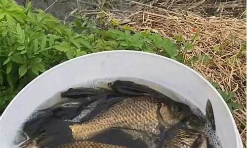 深秋釣鯉魚(yú)餌料配方(深秋釣鯉魚(yú)餌料配方表)