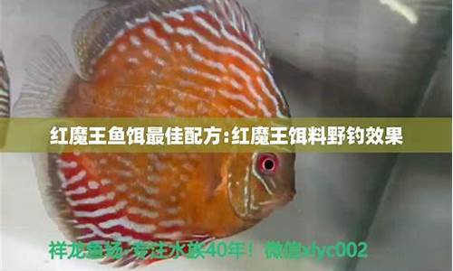 鱼饵最佳配方一览表(鱼饵的配方(使用生活用品))