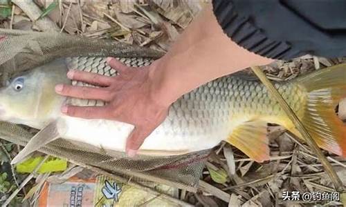 釣鯉魚餌料配方大全簡單實用圖(釣鯉魚鯽魚用什么餌料最好)