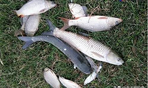 釣魚(yú)自制餌料配方(怎樣自制釣魚(yú)餌料配方法)