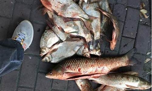 野釣最好的魚(yú)餌配方大全圖片(野釣魚(yú)用什么餌料最好 配方)