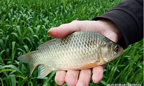 魚餌的搭配方法圖解(各類魚魚餌配方)