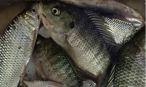 夜釣土鯪魚餌料配方(夜晚釣土鯪魚)