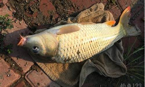 釣魚餌料配比方法視頻教程(釣魚餌料配置)