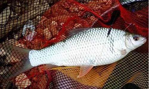 釣鯪魚(yú)最好的餌料配方視頻(釣鯪魚(yú)最佳餌料配方)