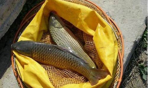 野釣鯉魚(yú)餌料配方大全魚(yú)餌(野釣高手釣鯉魚(yú)餌料配方)