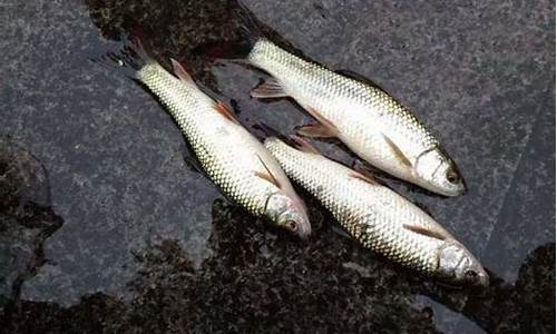 水庫釣鯪魚餌料配方(水庫釣鳊魚用什么餌料最好)