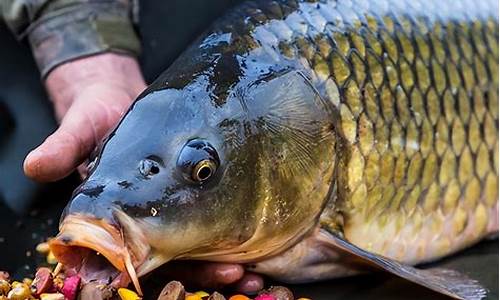 商品魚(yú)餌的制作方法和配方(商品魚(yú)餌的使用方法)