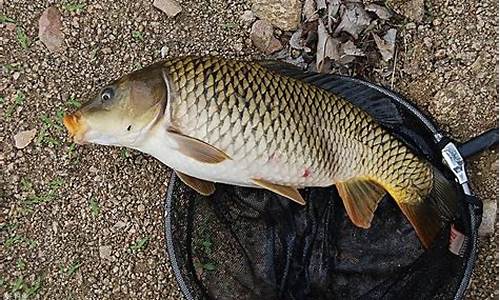 自制鯉魚餌料的經(jīng)典配方(最簡(jiǎn)單自制鯉魚餌料)