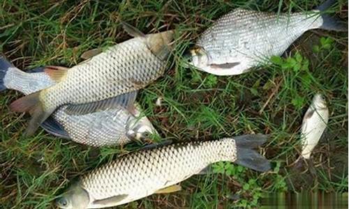 夏季釣魚(yú)通殺餌料配方(夏季野釣通殺餌料哪款最好)