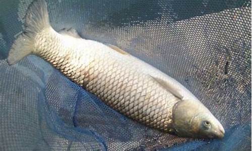 制作草魚(yú)餌料配方大全(制作草魚(yú)餌料配方大全圖解)