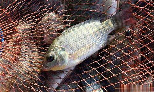 魚(yú)餌的配制方法視頻(魚(yú)餌配方大全 自配)