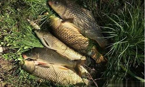 夏季野釣鯽魚餌料配方大全圖片(夏季野釣鯽魚餌料配方大全圖片及價格)