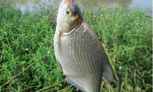 钓草鱼鳊鱼饵料配方(钓草鳊鱼用什么打窝)