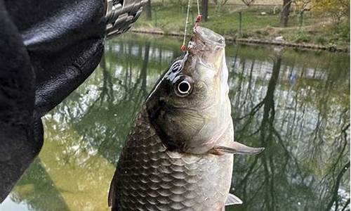 自己做魚(yú)餌料方法和配方(自己做魚(yú)餌料的方法)