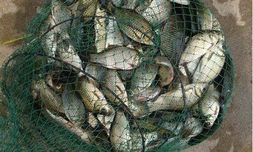 野釣鯽魚(yú)魚(yú)餌配方視頻(野釣鯽魚(yú)鯉魚(yú)用什么餌料最好)