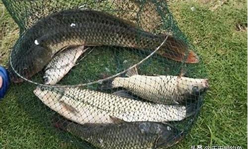 大河野釣鯉魚(yú)自制餌料配方(野釣鯉魚(yú)自制紅薯餌料視頻)