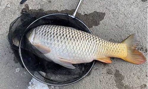 釣鯉魚(yú)餌料配方(專(zhuān)攻大鯉魚(yú)的餌料配方)