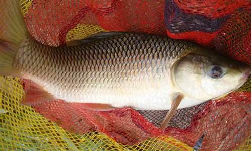 江河釣鯪魚(yú)餌料配方(河流釣鳊魚(yú)技巧與餌料)