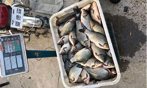 冬天野釣鯽魚鯉魚餌料配方(自制野釣鯽魚鯉魚餌料配方)