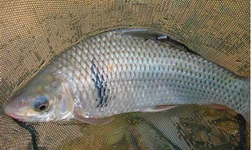 釣士鯪魚最佳餌料配方(垂釣土鯪魚)