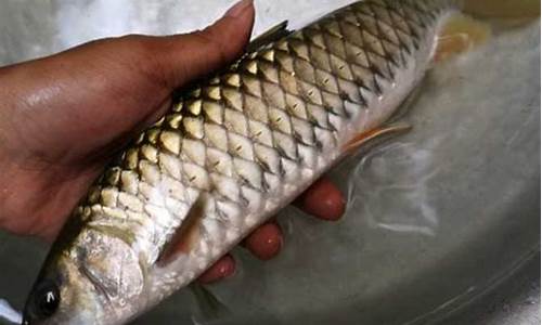 軍魚(yú)餌料配方(野釣軍魚(yú)用什么餌料)