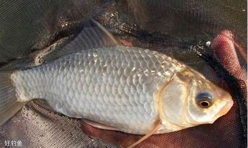 秋季鯽魚(yú)餌料配方大全野釣鯽魚(yú)視頻(秋季鯽魚(yú)餌料配方大全野釣鯽魚(yú)視頻教學(xué))