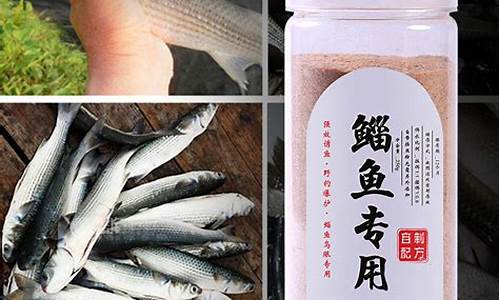 釣烏頭魚(yú)餌料配方(釣烏頭魚(yú)用什么餌料最好)