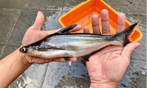 釣鲴魚(yú)最好的餌料配方(釣光魚(yú)用什么餌料最好)