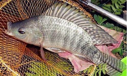 釣羅非魚(yú)的餌料配方(釣羅非魚(yú)的餌料配方和配方)