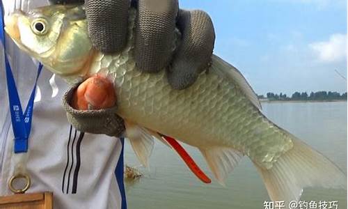 夏季野釣鯽魚(yú)的最佳餌料配方(夏季釣鯽魚(yú)絕密配方)