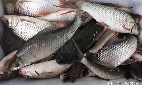 春季釣土鯪魚(yú)餌料配方(夏季野釣土鯪魚(yú)餌料搭配)