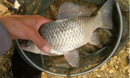 自制釣鯽魚(yú)的餌料配方(自制釣鯽魚(yú)餌料配方匯總)