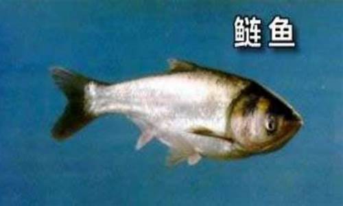 釣理魚(yú)的餌料配方(釣烏頭魚(yú)餌料配方視頻)