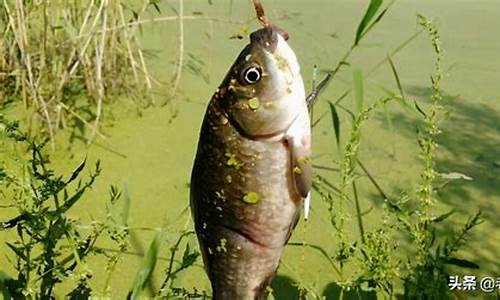 適用于野釣鯽魚的自制魚餌窩料配方(適用于野釣鯽魚的自制魚餌窩料配方有哪些)