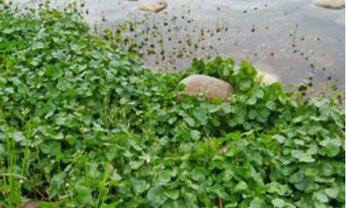 冬釣魚(yú)餌配方大全(冬釣魚(yú)餌配方大全圖解)