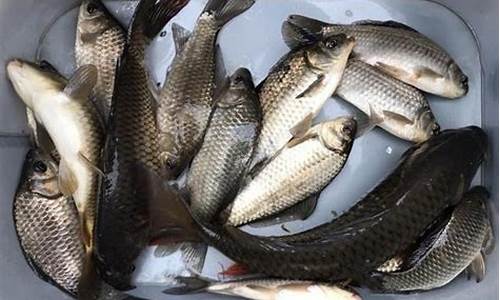 春天釣鯉魚(yú)餌料配方視頻(春季釣鯉魚(yú)餌料配方大全)