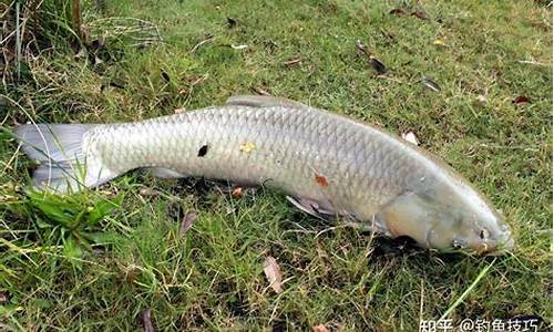 草魚(yú)魚(yú)餌的制作方法和配方(草魚(yú)餌料配方大全釣魚(yú)人必看)