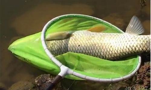 釣鯉魚(yú)餌料配方鯉魚(yú)經(jīng)典配方有哪些(釣鯉魚(yú)餌料配方釣鯉魚(yú)魚(yú)餌配)