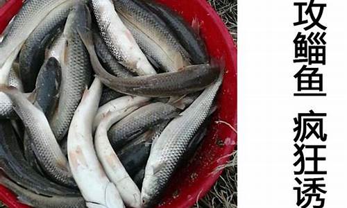 釣烏頭魚最佳魚餌配方(釣烏頭魚最佳魚餌配方表)