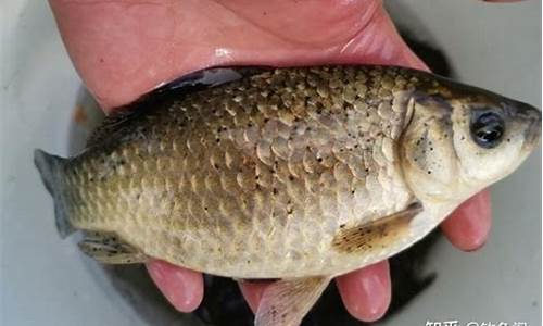 大河釣鯉魚(yú)餌料配方大全(大河釣鯉魚(yú)技巧)