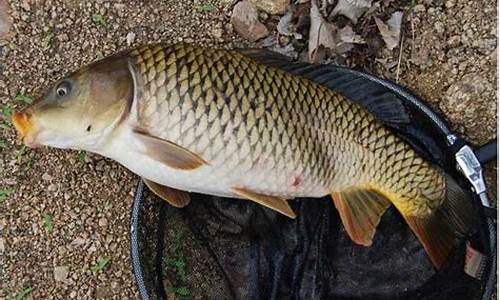 釣魚(yú)餌料專利配方有哪些(魚(yú)餌配方怎么可以申請(qǐng)專利)