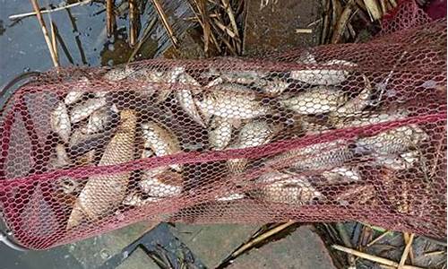 秋天鯉魚(yú)餌料配方野釣(秋季野釣鯉魚(yú)餌料)